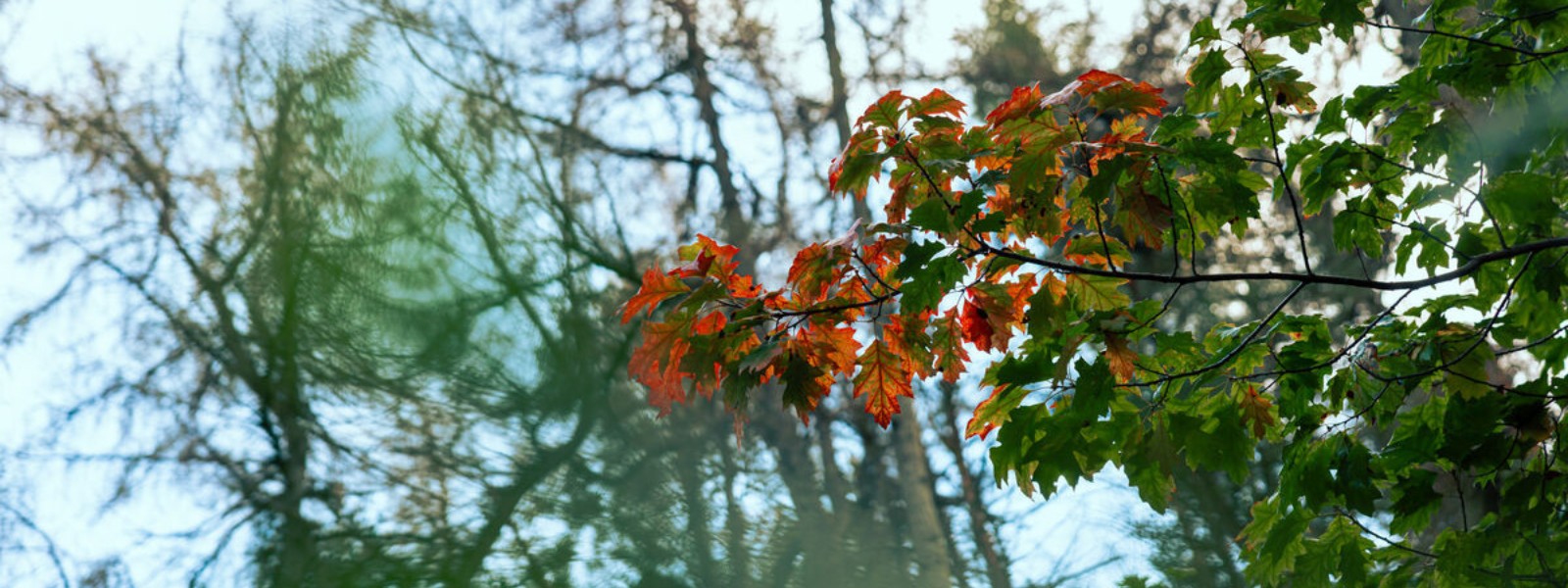Sulby Nature
